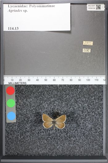 Media type: image;   Entomology 54134